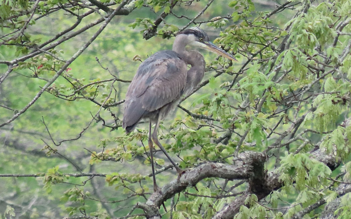 Great Blue Heron - ML635399762
