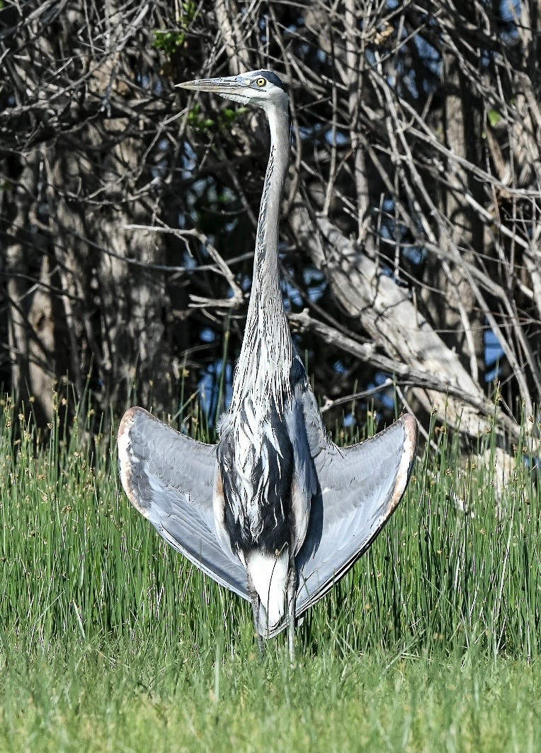 Great Blue Heron - ML635399845
