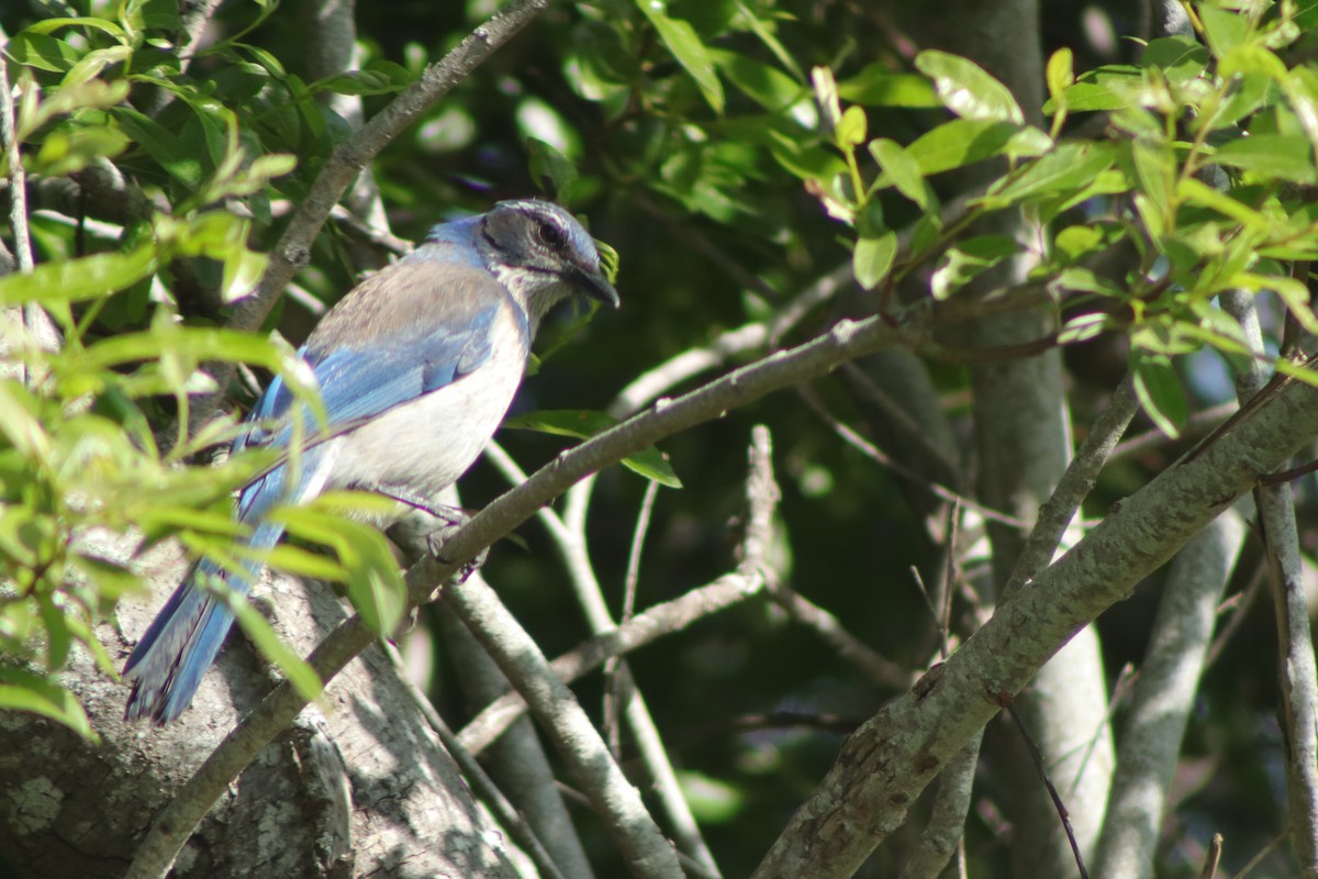 California Scrub-Jay - ML635399860