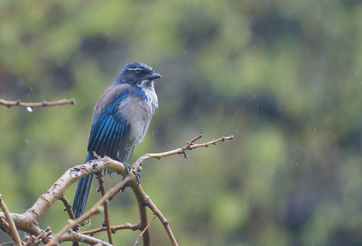 California Scrub-Jay - ML635399866