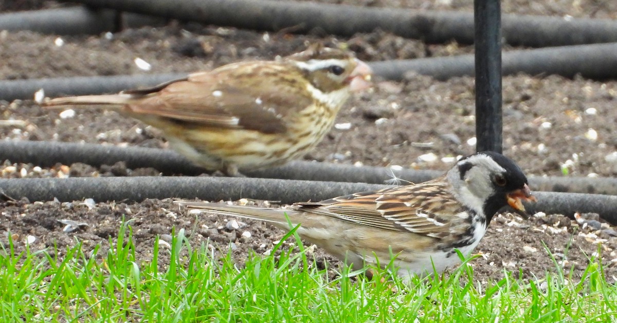 Harris's Sparrow - ML635399868