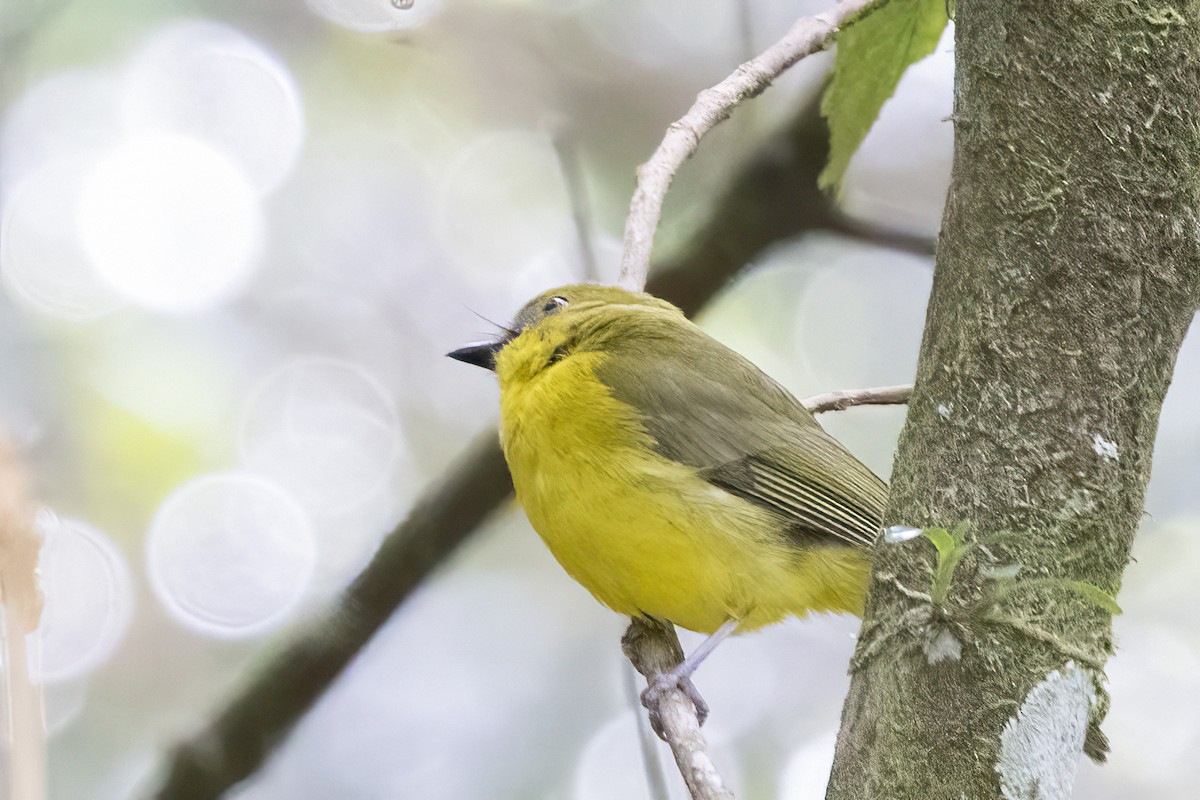 Bornean Whistler - ML635399887