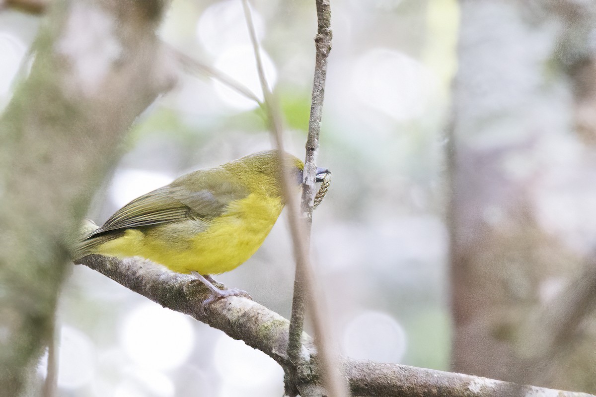 Bornean Whistler - ML635399896