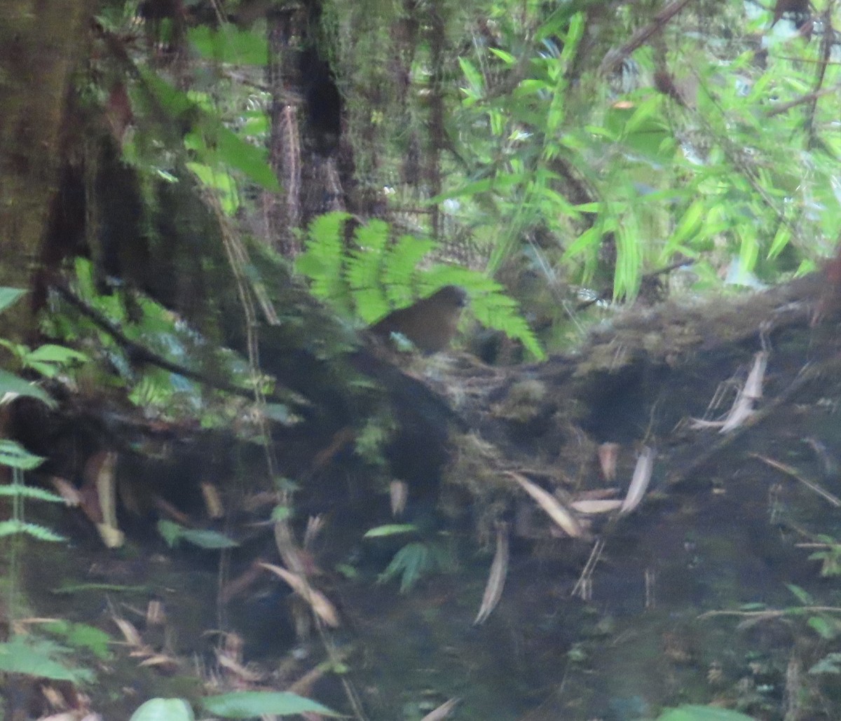 Brown-banded Antpitta - ML635399901