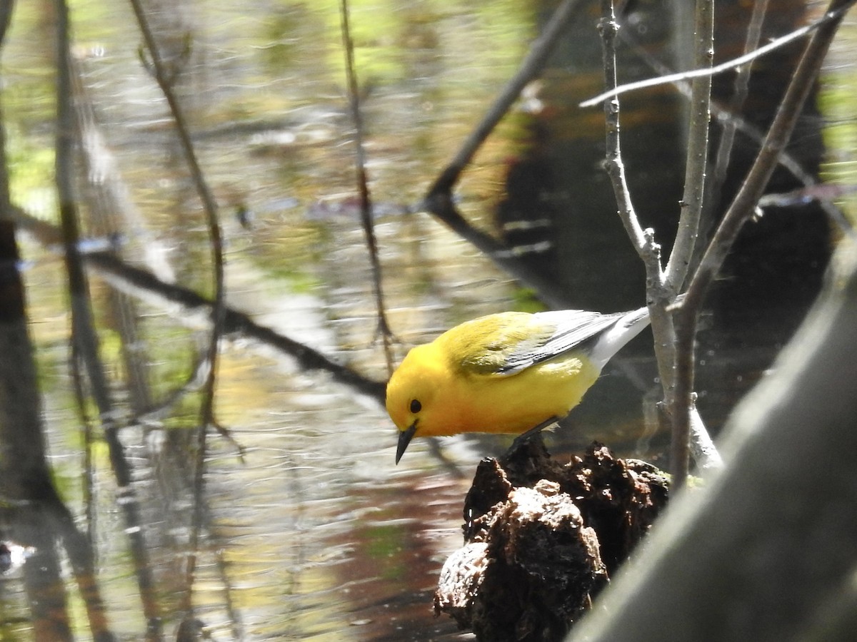 Prothonotary Warbler - ML635399903