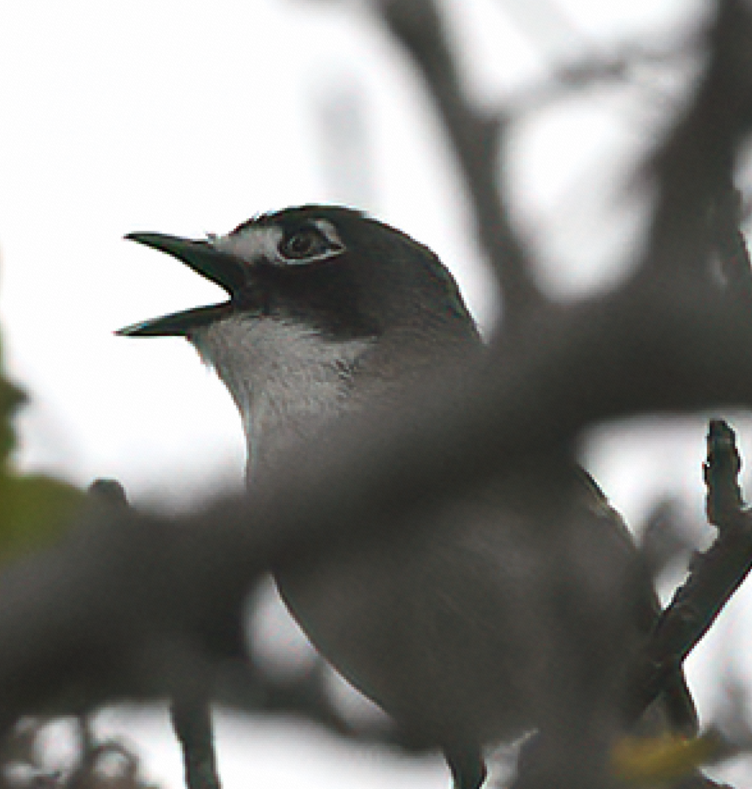 Black-capped Vireo - ML635399905