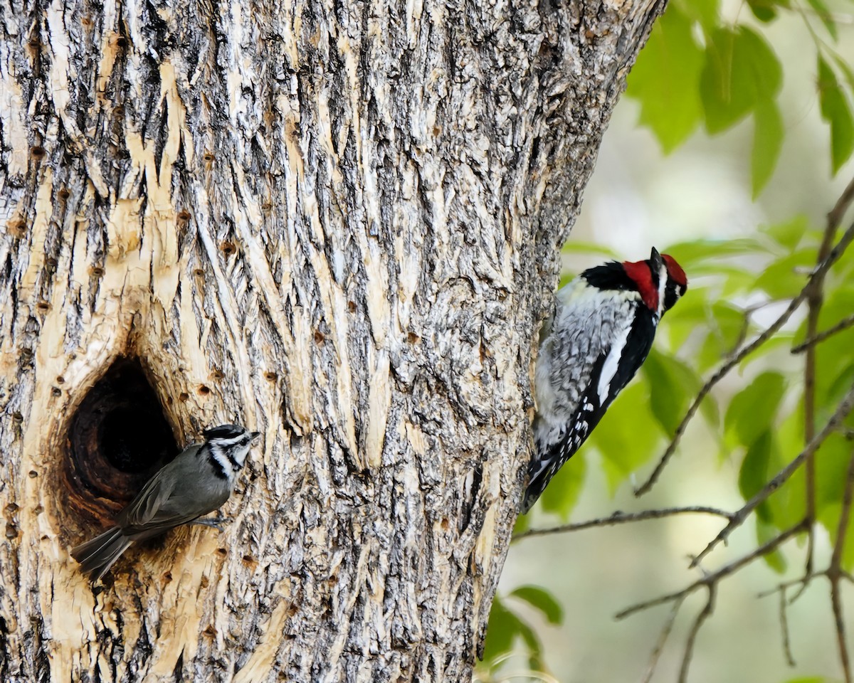 Red-naped Sapsucker - ML635399990