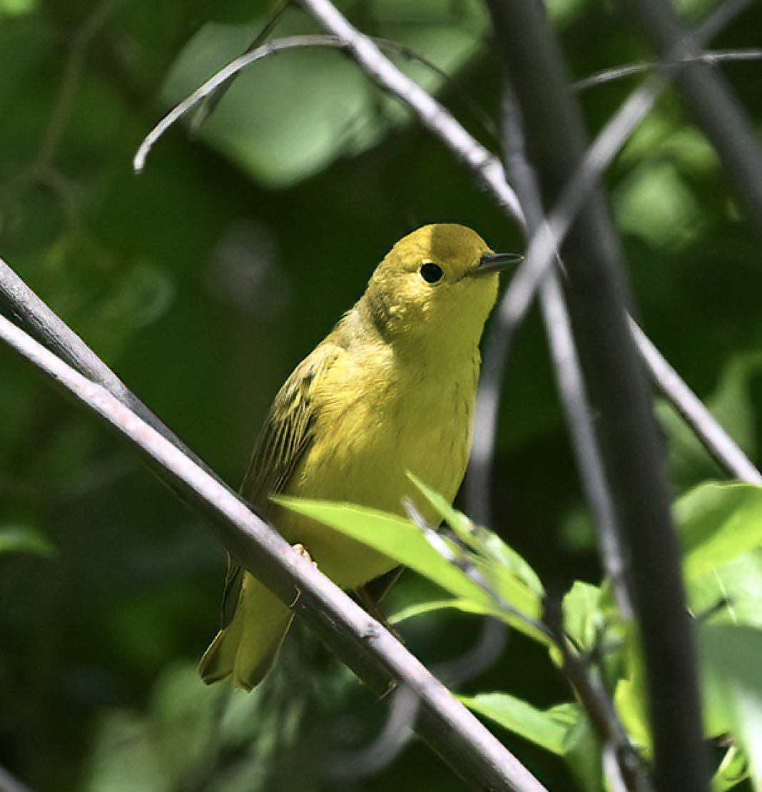Northern Yellow Warbler - ML635399991