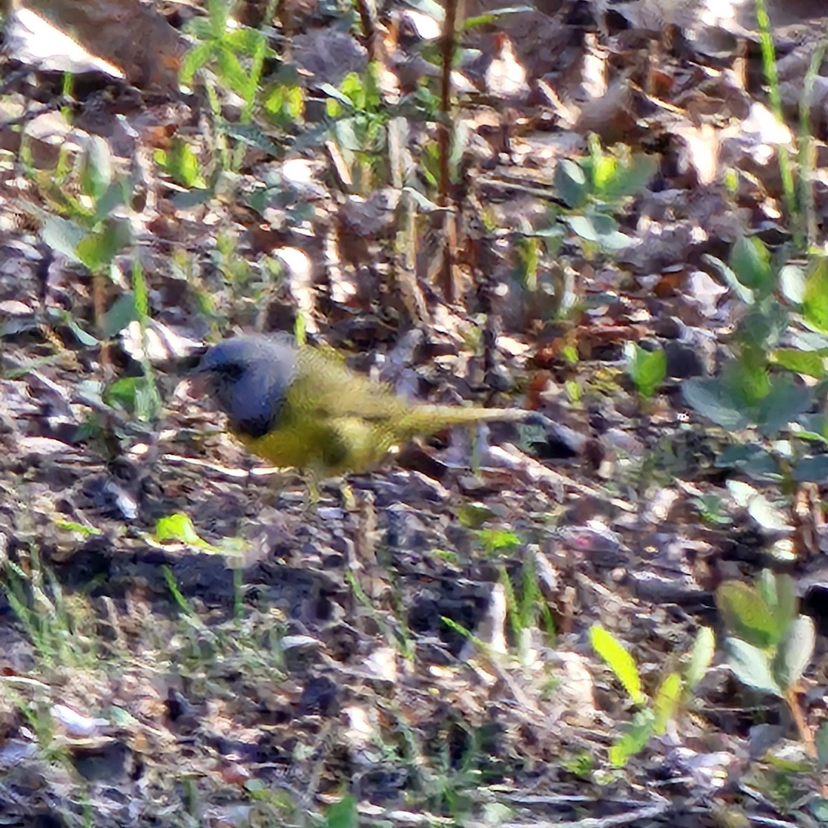 Mourning Warbler - ML635400014