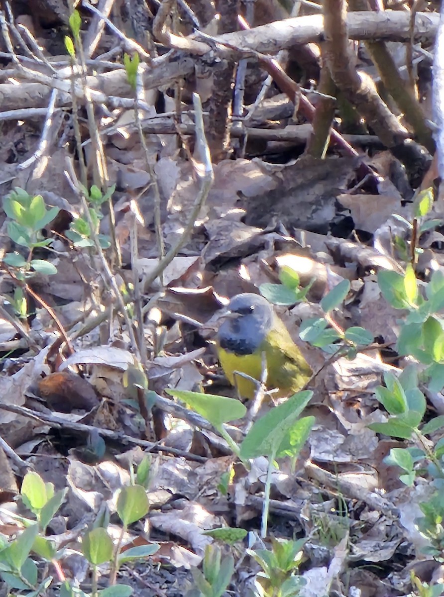 Mourning Warbler - ML635400015