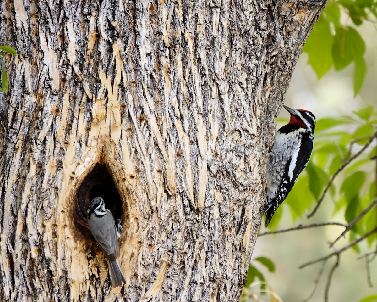Red-naped Sapsucker - ML635400032