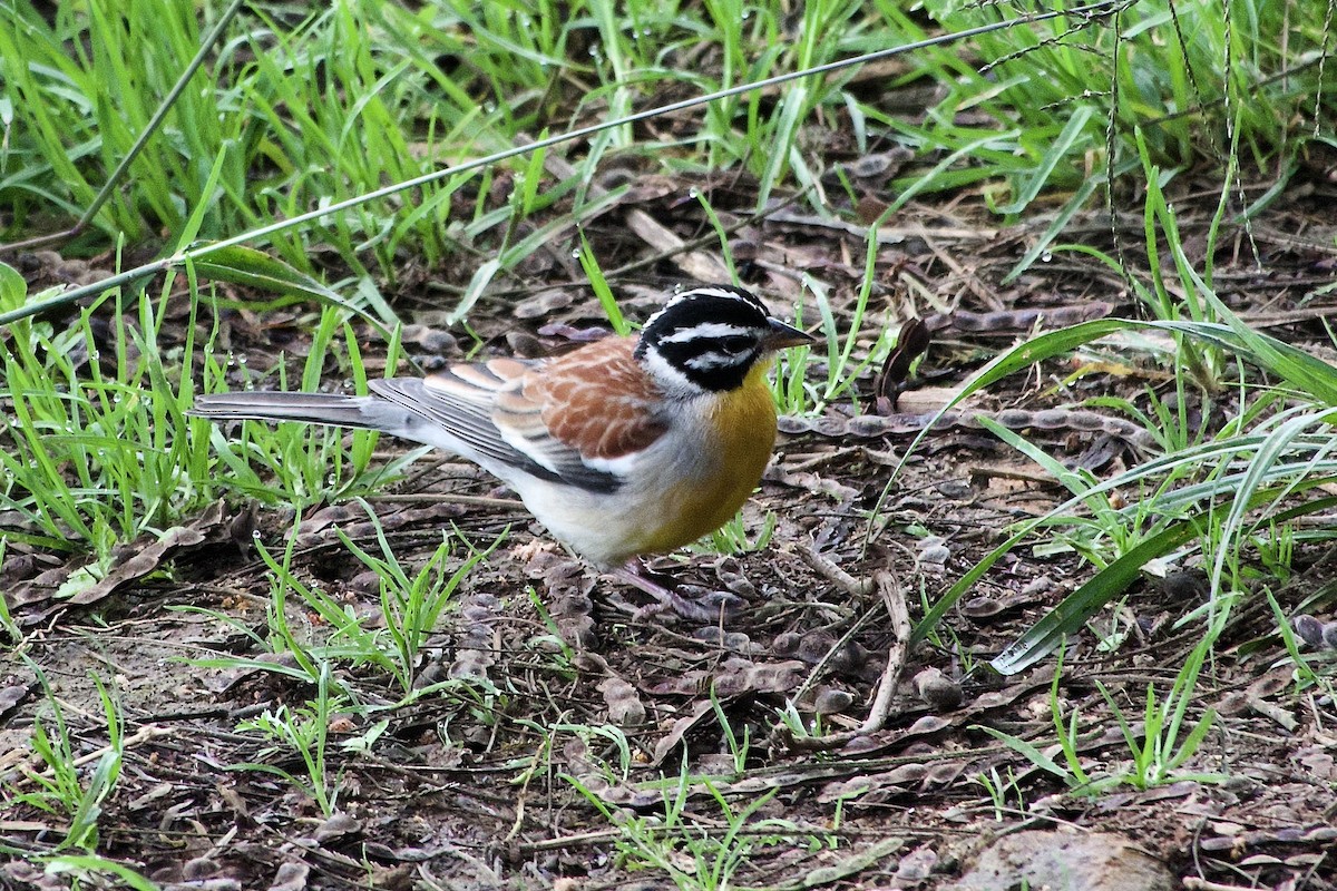 Bruant à poitrine dorée - ML635400064