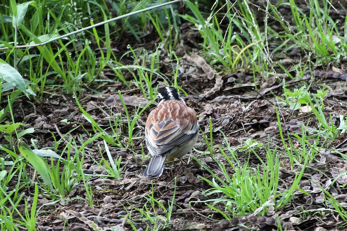 Bruant à poitrine dorée - ML635400065