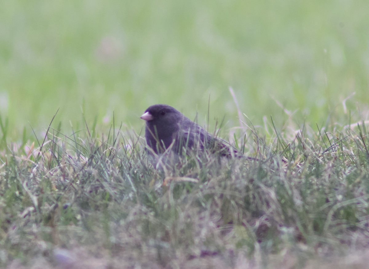Dark-eyed Junco - ML635400103