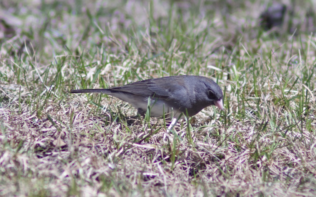 Dark-eyed Junco - ML635400104