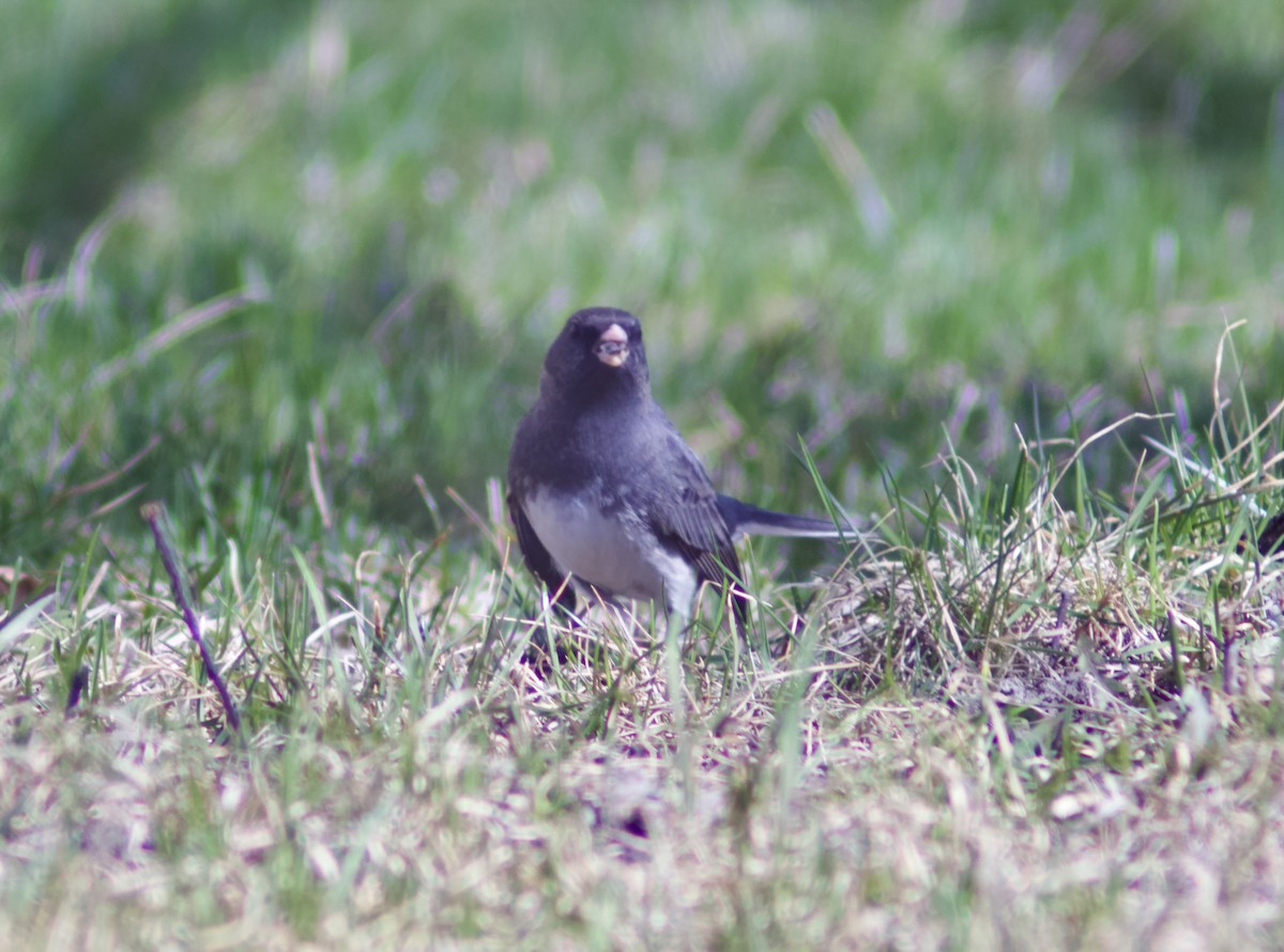 Dark-eyed Junco - ML635400105
