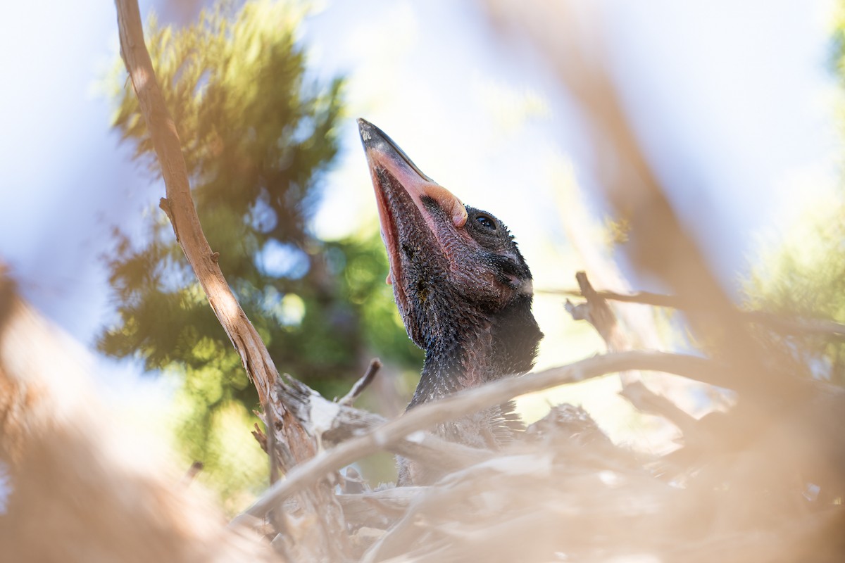 Common Raven - ML635400144