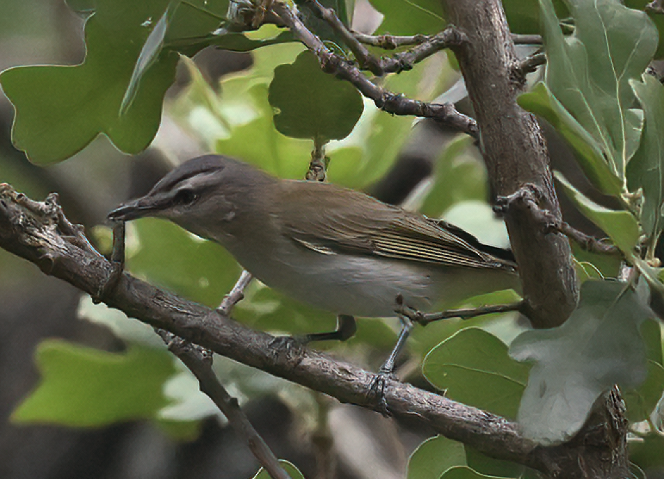 Red-eyed Vireo - ML635400189