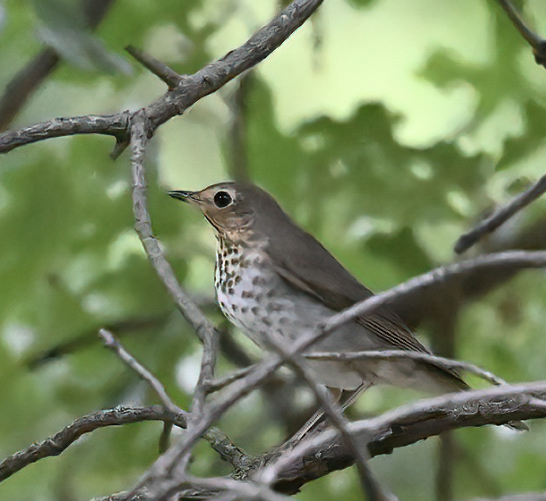 Swainson's Thrush - ML635400230