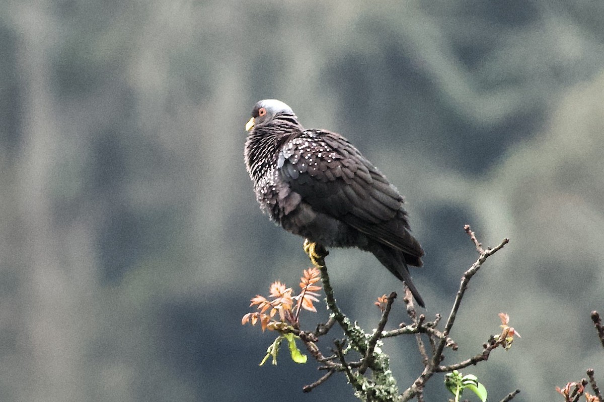Pigeon rameron - ML635400231