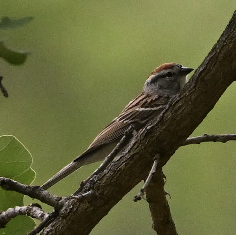 Chipping Sparrow - ML635400278