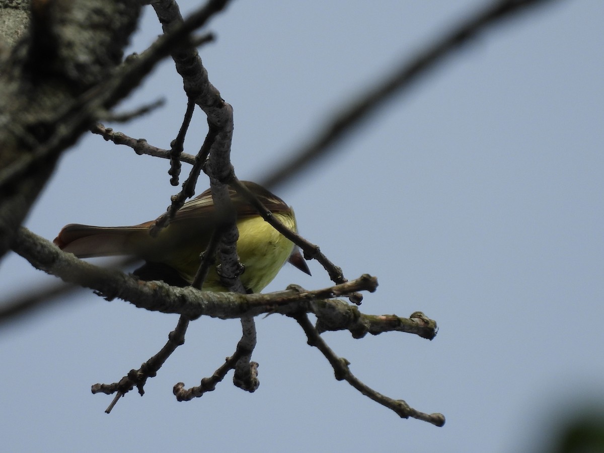 Great Crested Flycatcher - ML635400372