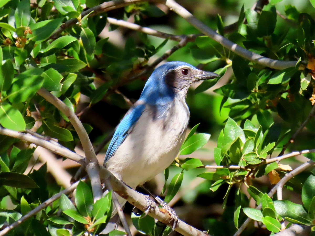 California Scrub-Jay - ML635400377
