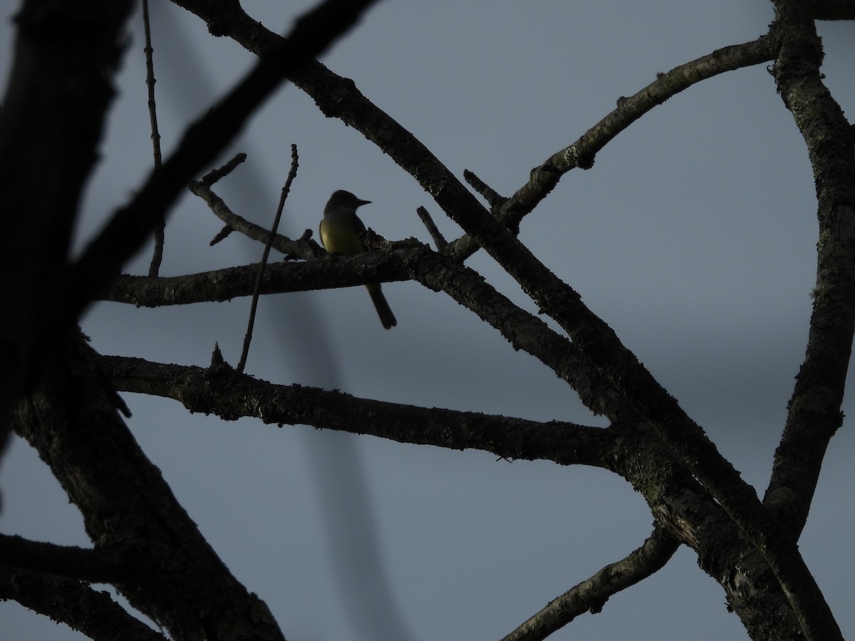 Great Crested Flycatcher - ML635400384