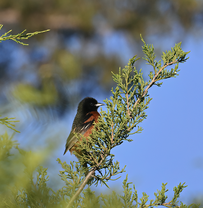 Bullock's Oriole - ML635400407