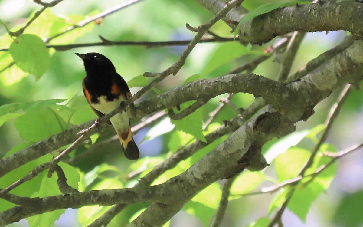 American Redstart - ML635400516