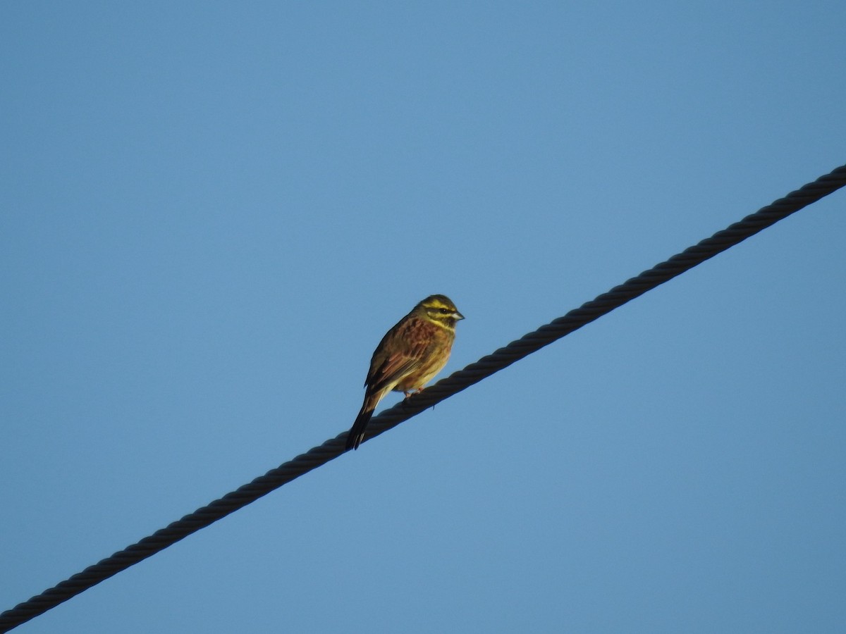 Cirl Bunting - ML635400576