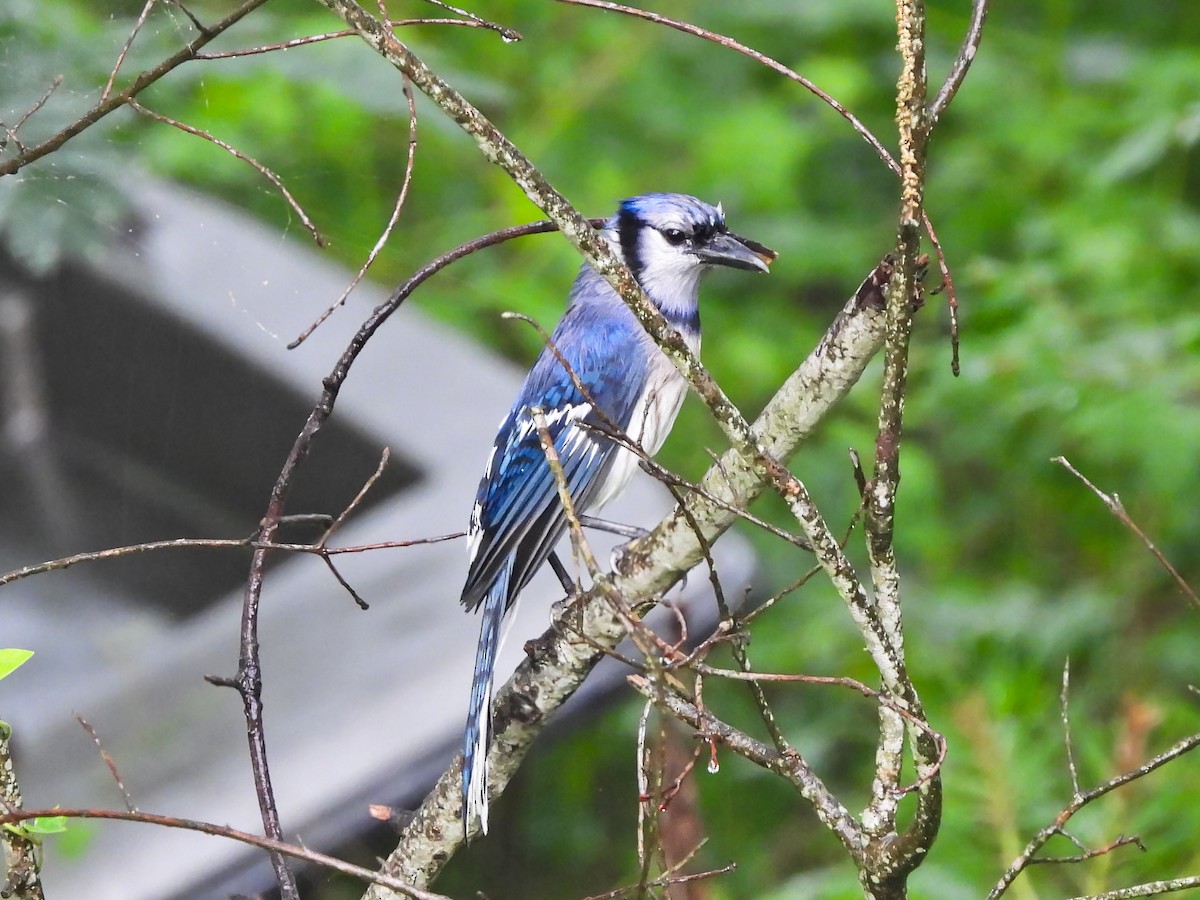 Blauhäher - ML635400589