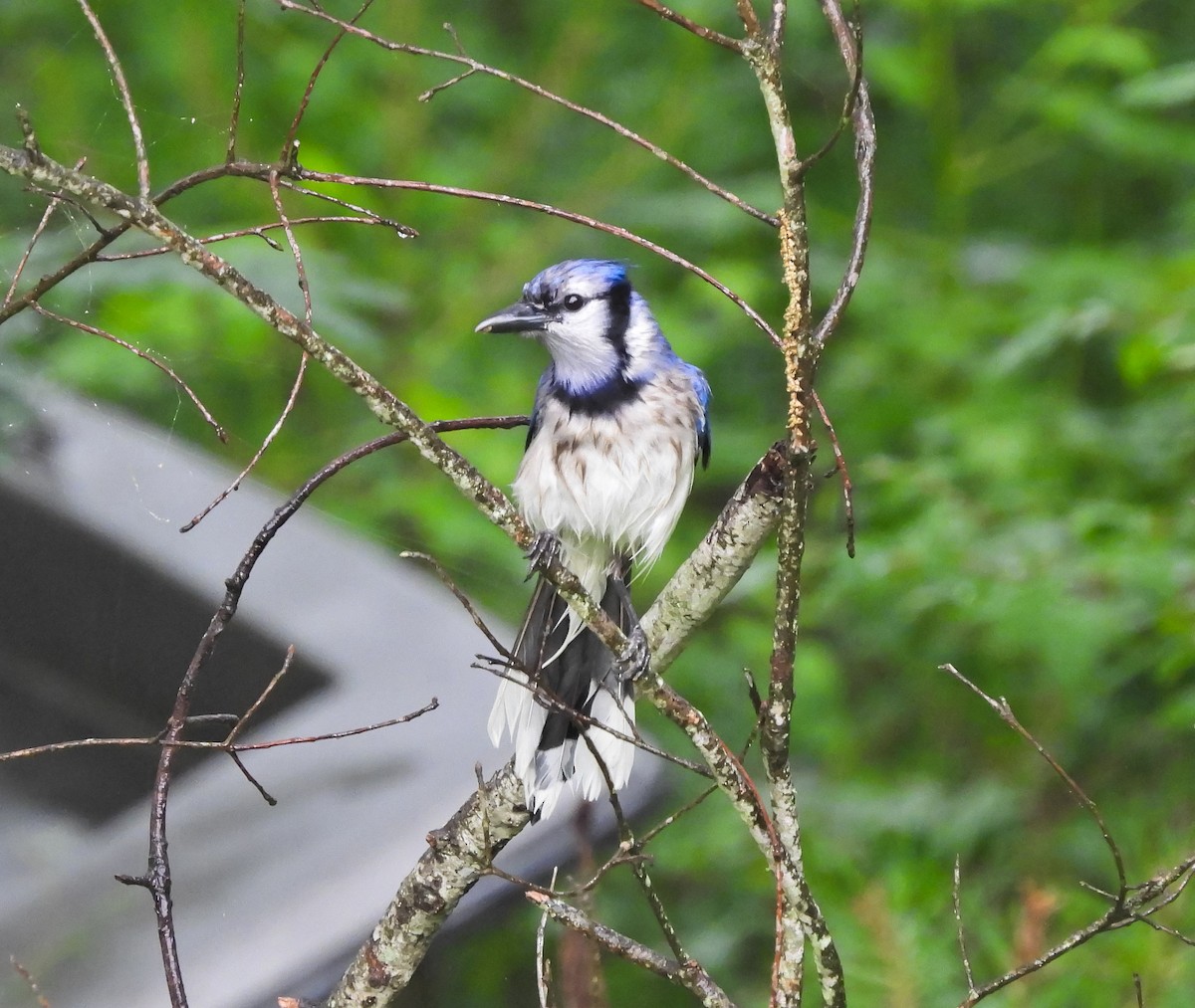 Blauhäher - ML635400590