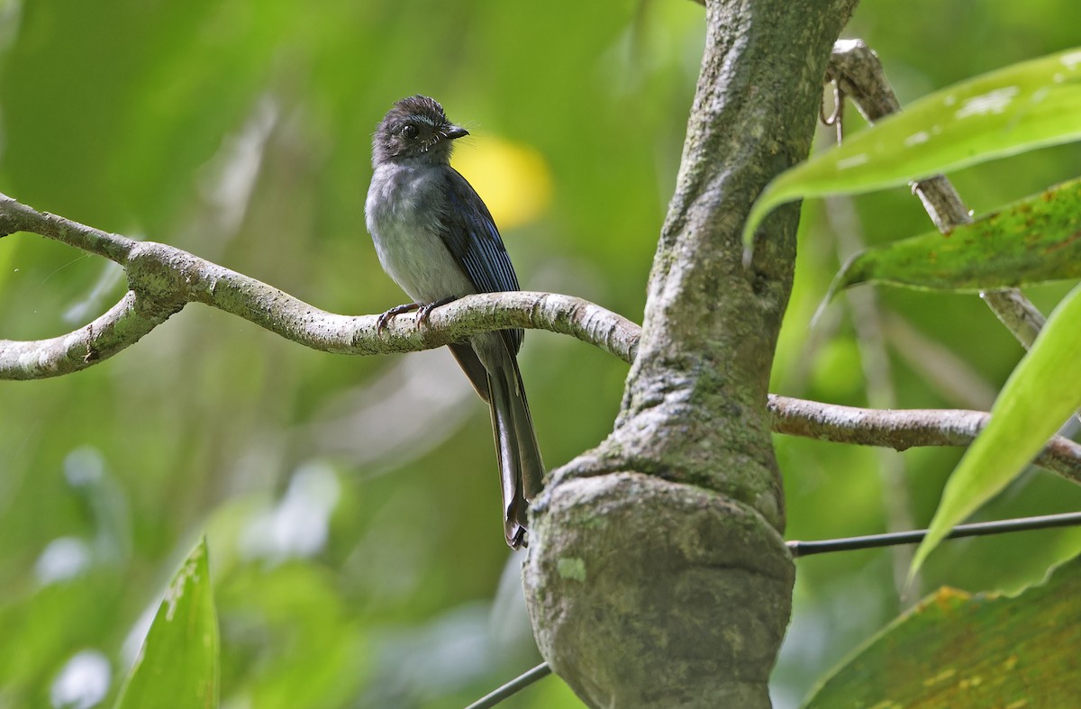 Visayan Blue-Fantail - ML635400630