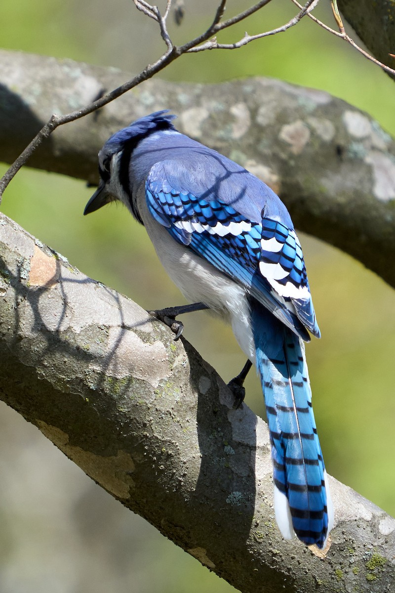 Blauhäher - ML635400674