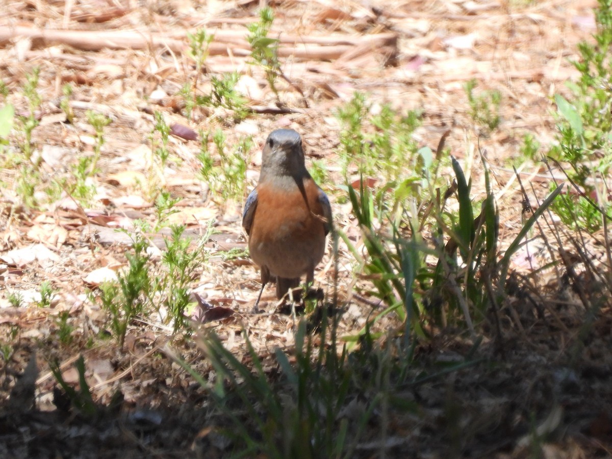Western Bluebird - ML635400682