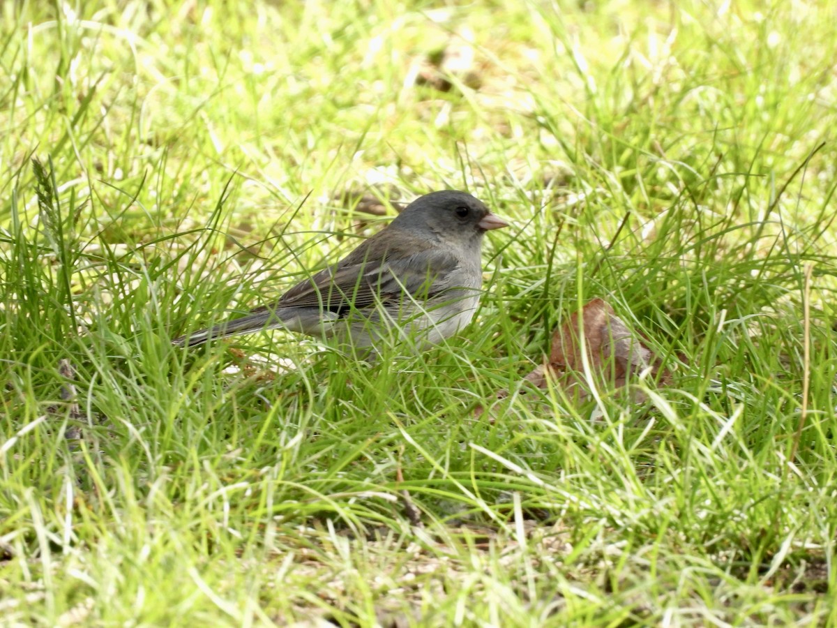 Dark-eyed Junco (Slate-colored) - ML635400683