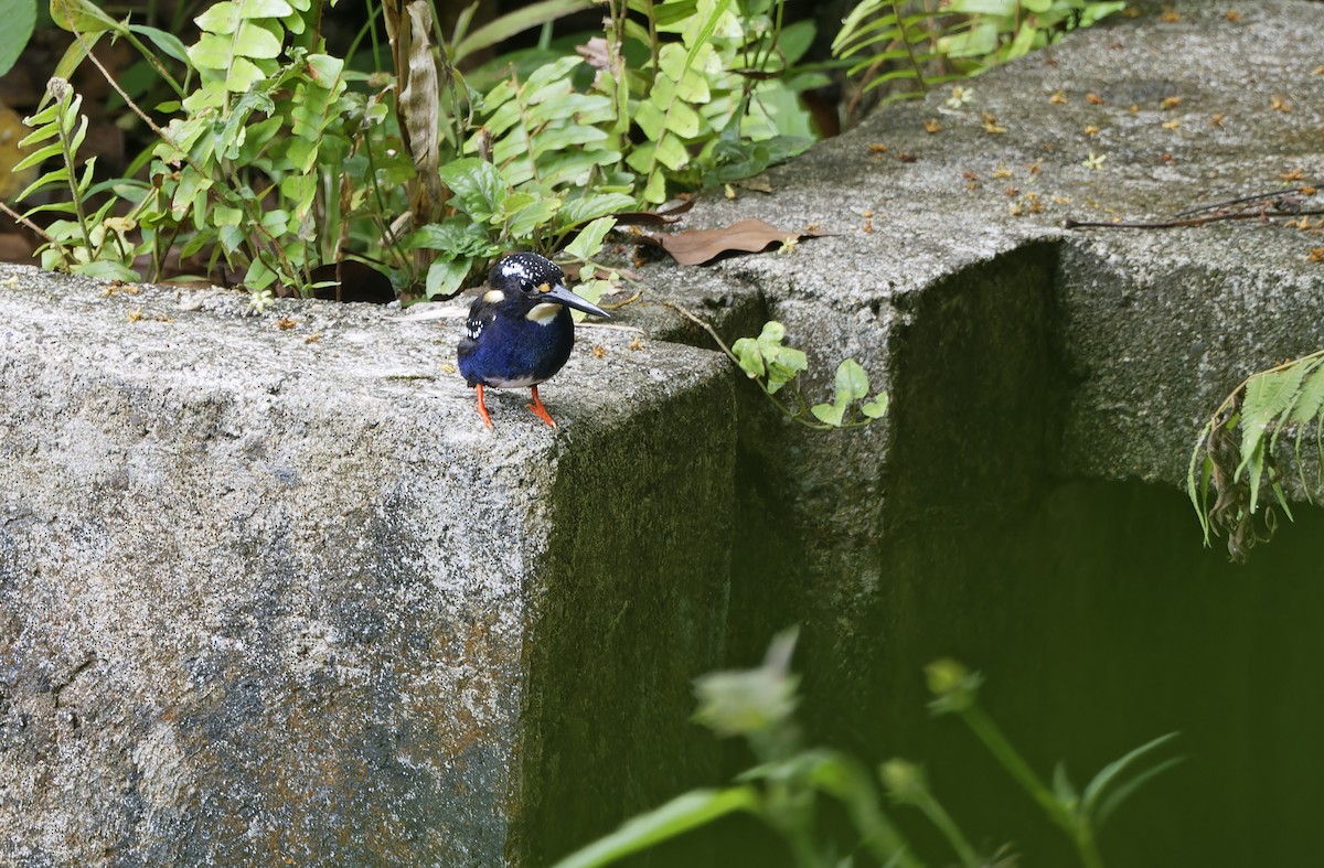 Northern Silvery-Kingfisher - ML635400735
