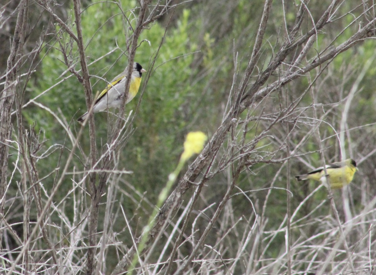 Lawrence's Goldfinch - ML635400746