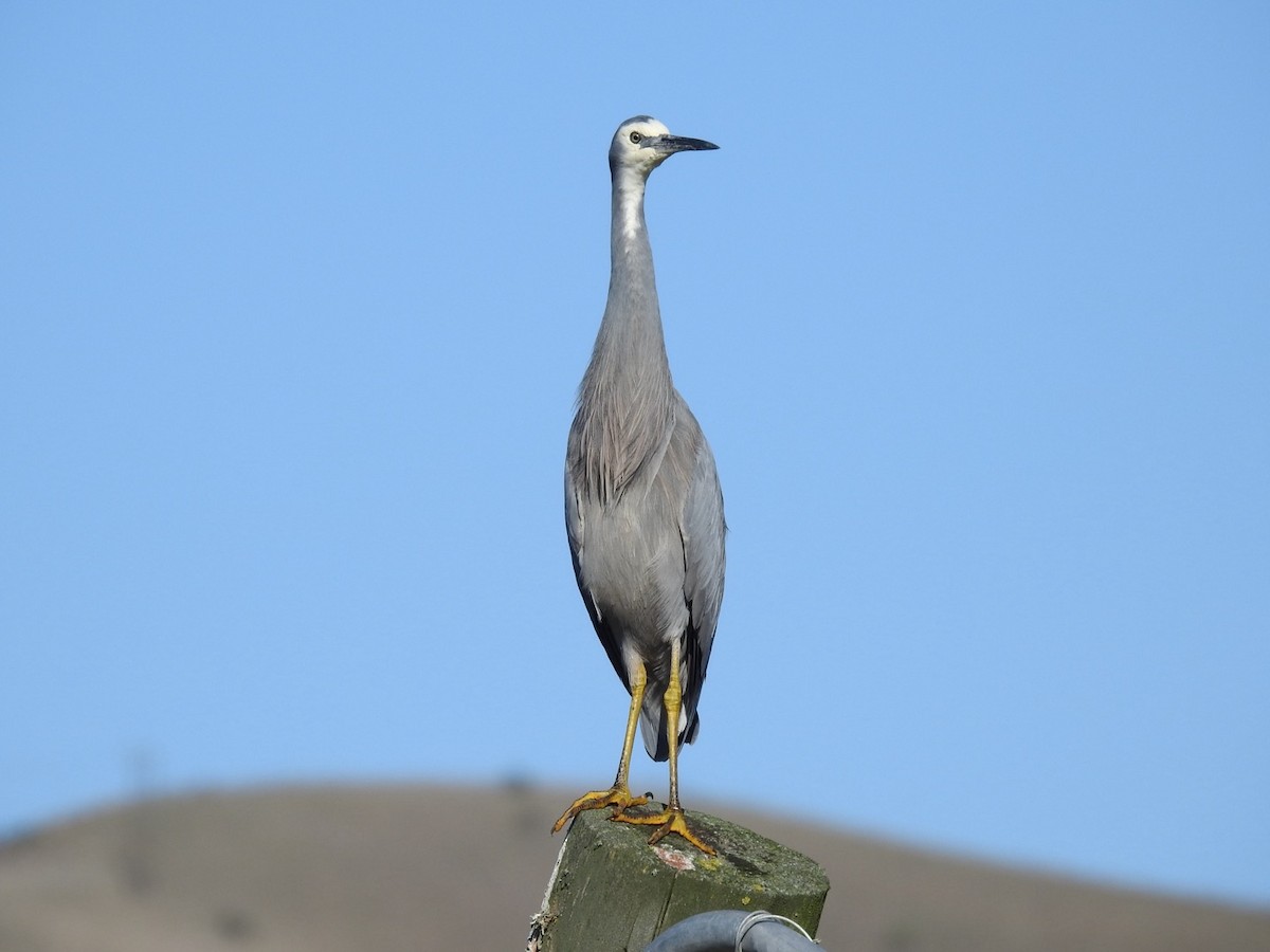 White-faced Heron - ML635400750