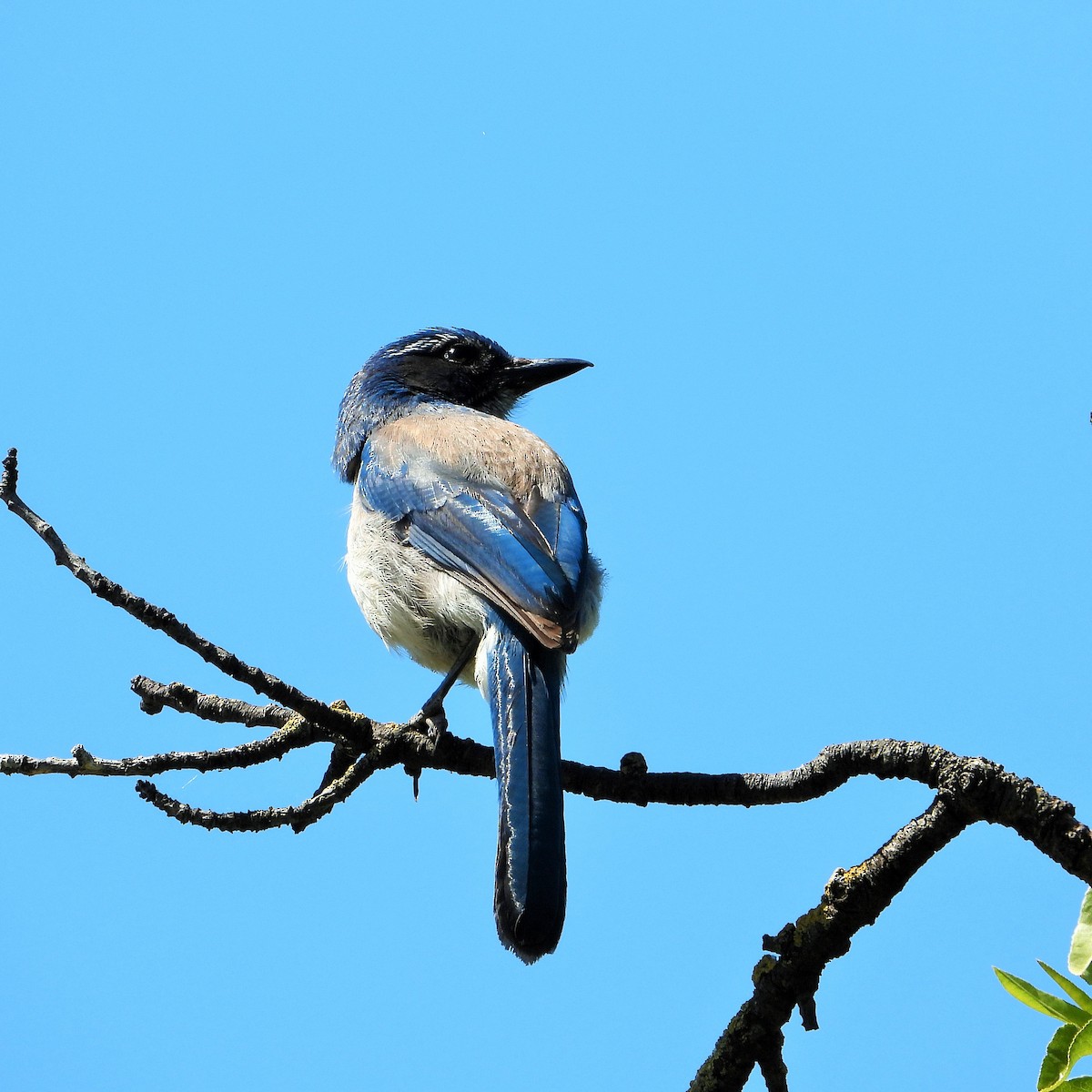 California Scrub-Jay - ML635400751