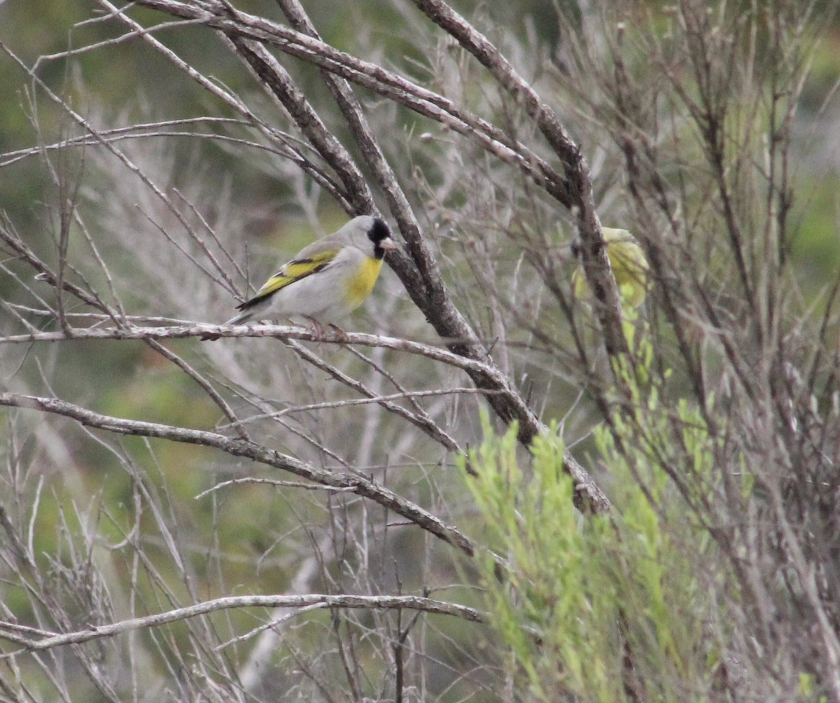 Lawrence's Goldfinch - ML635400754