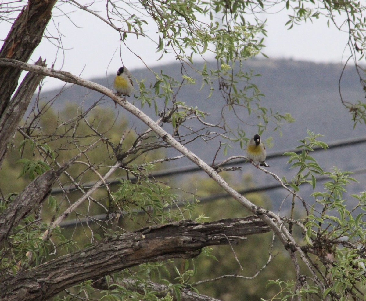 Lawrence's Goldfinch - ML635400755