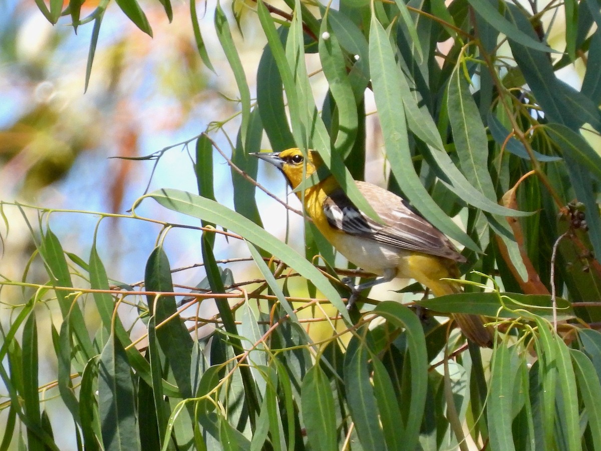 Bullock's Oriole - ML635400763