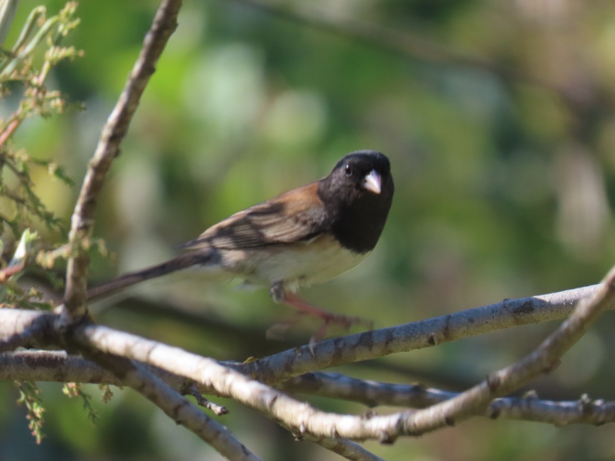 Dark-eyed Junco - ML635400764
