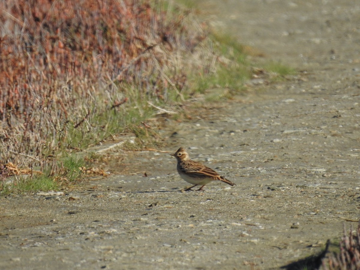 Eurasian Skylark - ML635400765