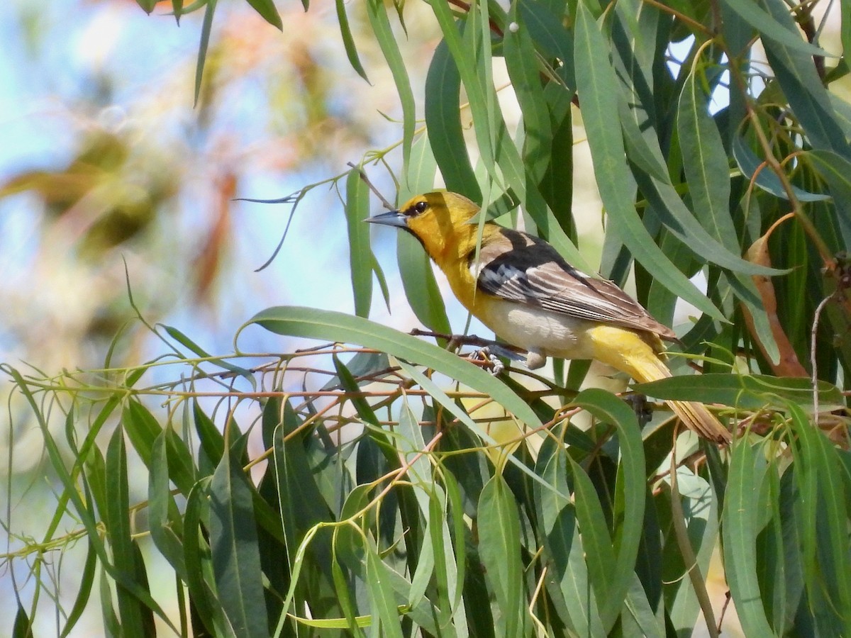 Bullock's Oriole - ML635400768