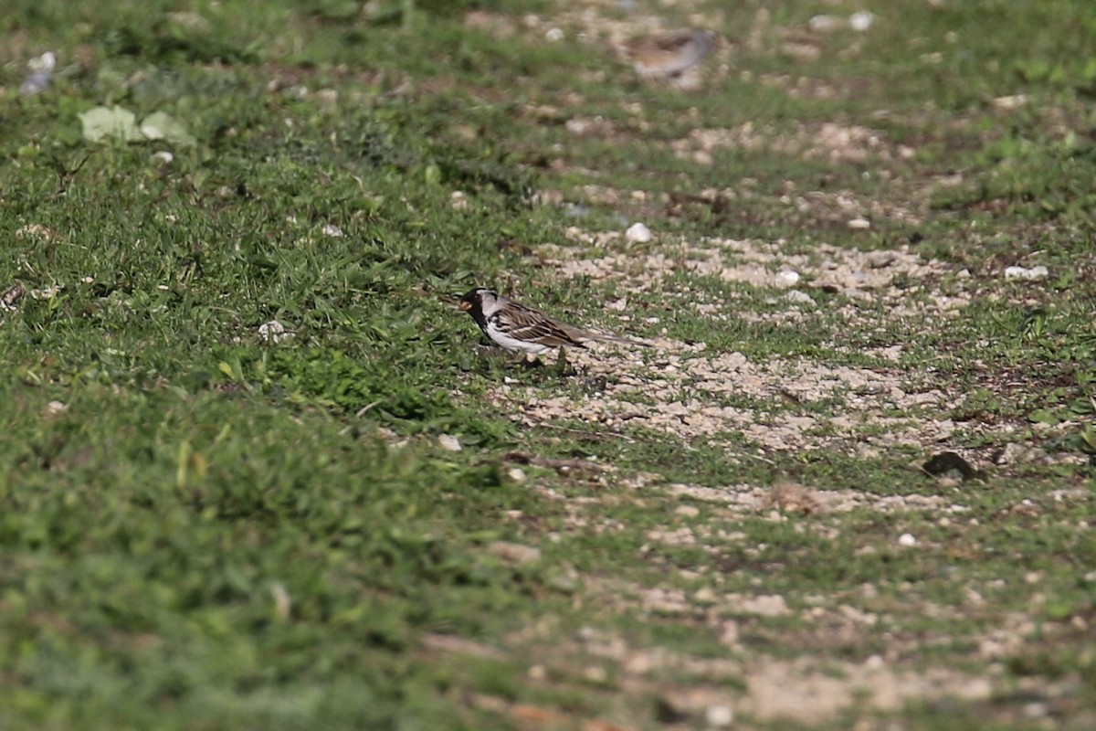 Harris's Sparrow - ML635400782