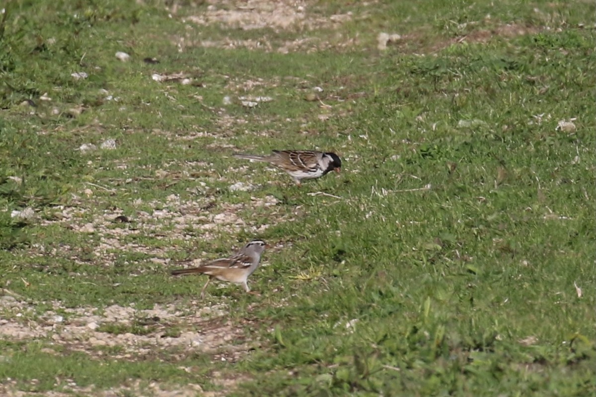 Harris's Sparrow - ML635400783