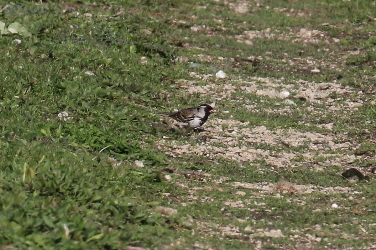 Harris's Sparrow - ML635400784